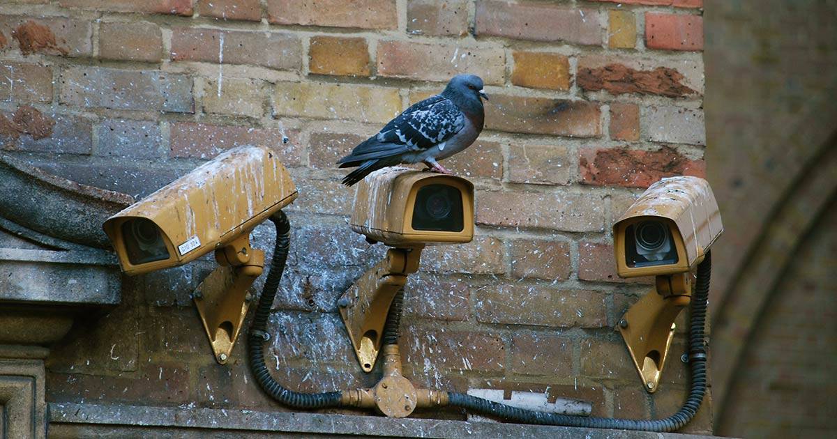 Seinään kiinnitettyjä valvontakameroita, yhden päällä istuu pulu